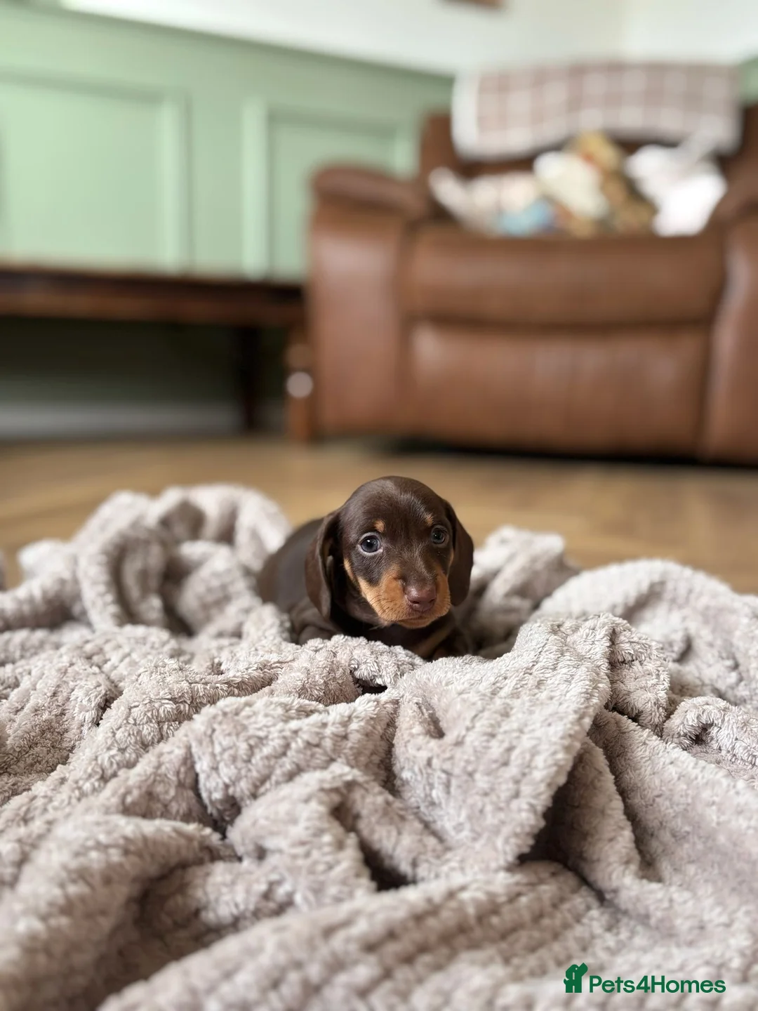 Miniature Dachshund dogs for sale: Beautiful Smooth Hair Miniature Dachshund - Advert 6