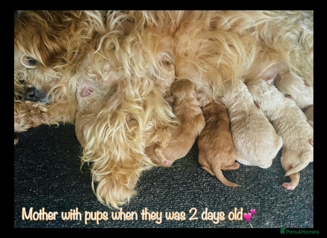 Miniature Poodle dogs for sale: 🐶 Miniature Poodle Puppies! 🐾 - Image 9
