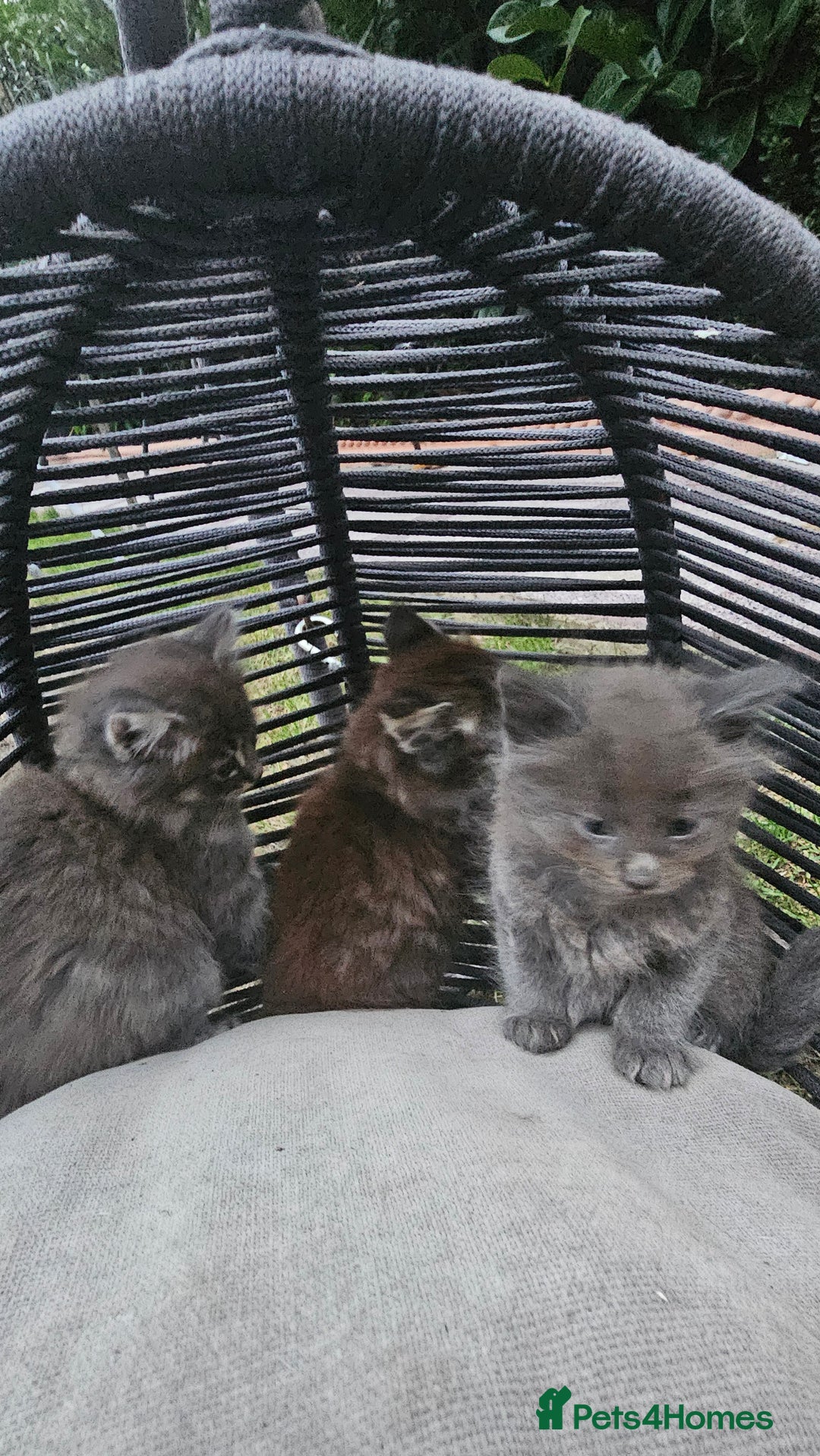 Persian cats for sale: Very beatifull perian kittens - Image 8