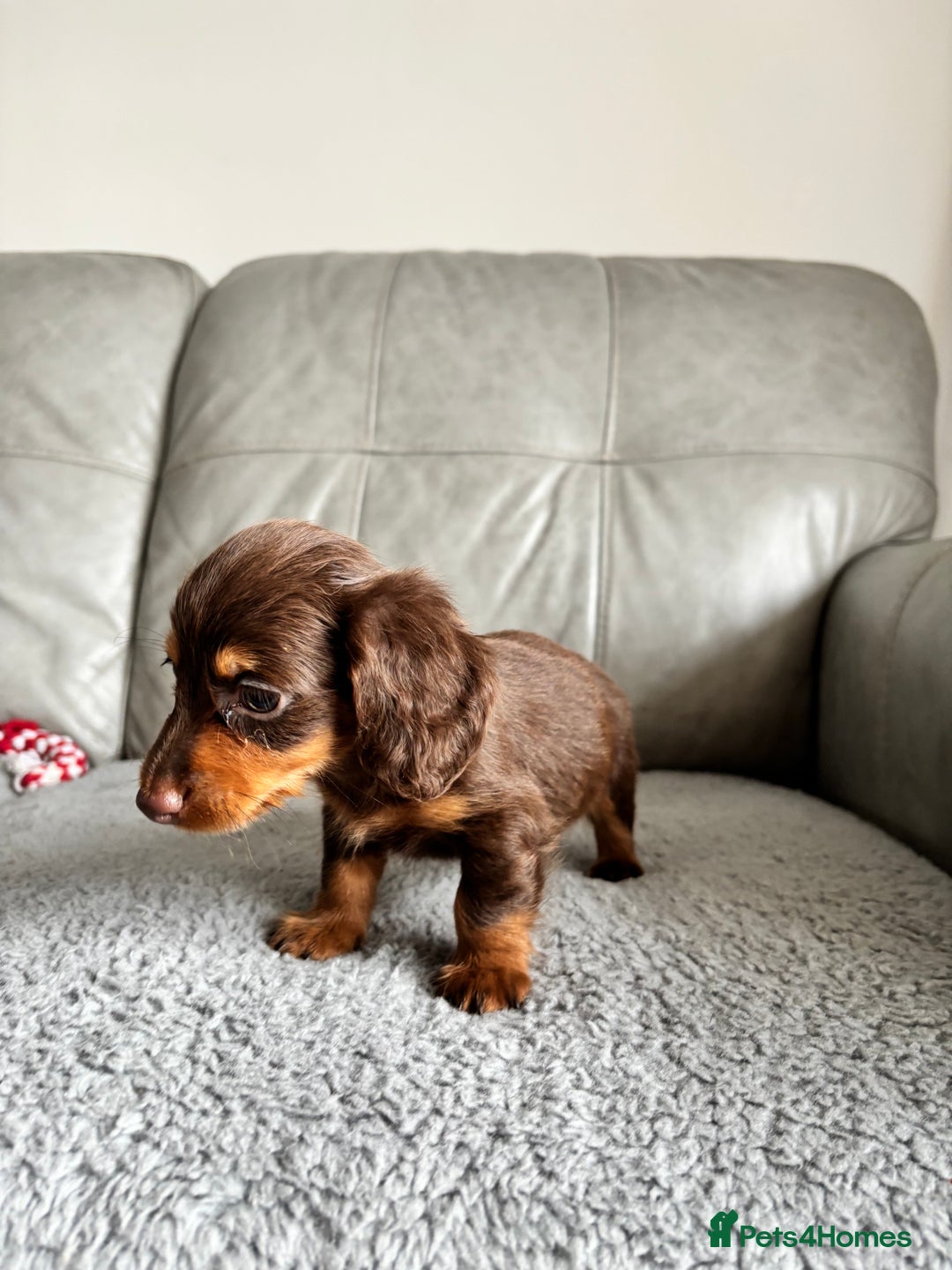 Dachshund dogs for sale: READY NOW LONGHAIRED MINIATURE DACHSHUNDS - Image 5