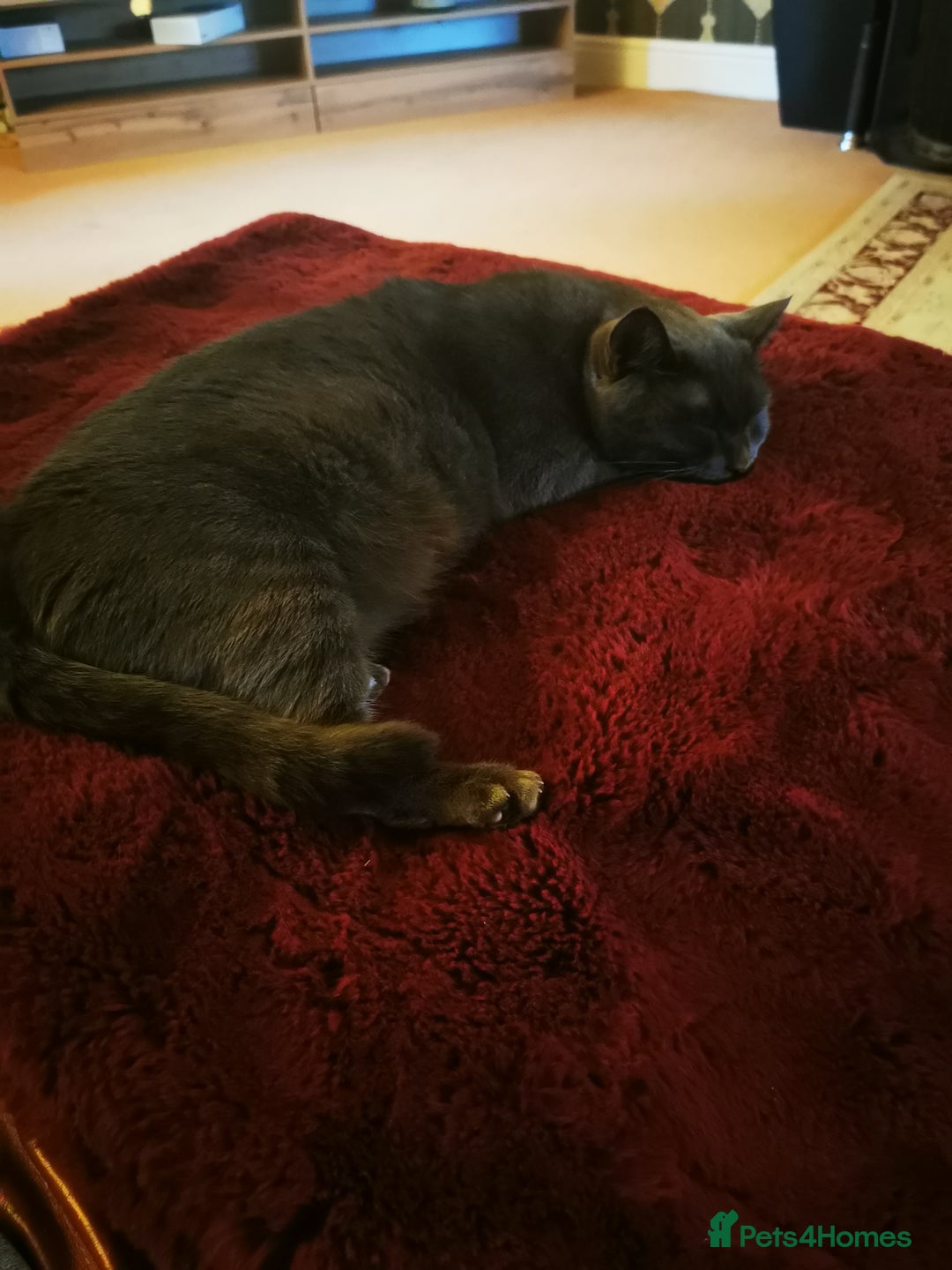 British Shorthair cats for sale: Sheba - Image 7