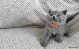British Shorthair cats for sale: Pedigree BSH kittens  - Image 7