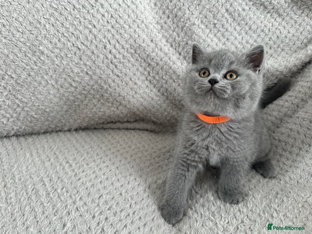 British Shorthair cats for sale: Pedigree BSH kittens  - Image 7