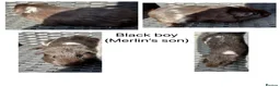 Guinea Pig rodents for sale: Boy/Male/Boar guinea pigs. In bonded pairs  - Advert 10