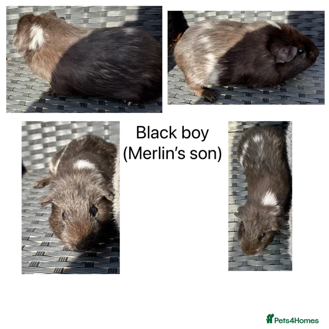 Guinea Pig rodents for sale: Boy/Male/Boar guinea pigs. In bonded pairs  - Advert 10