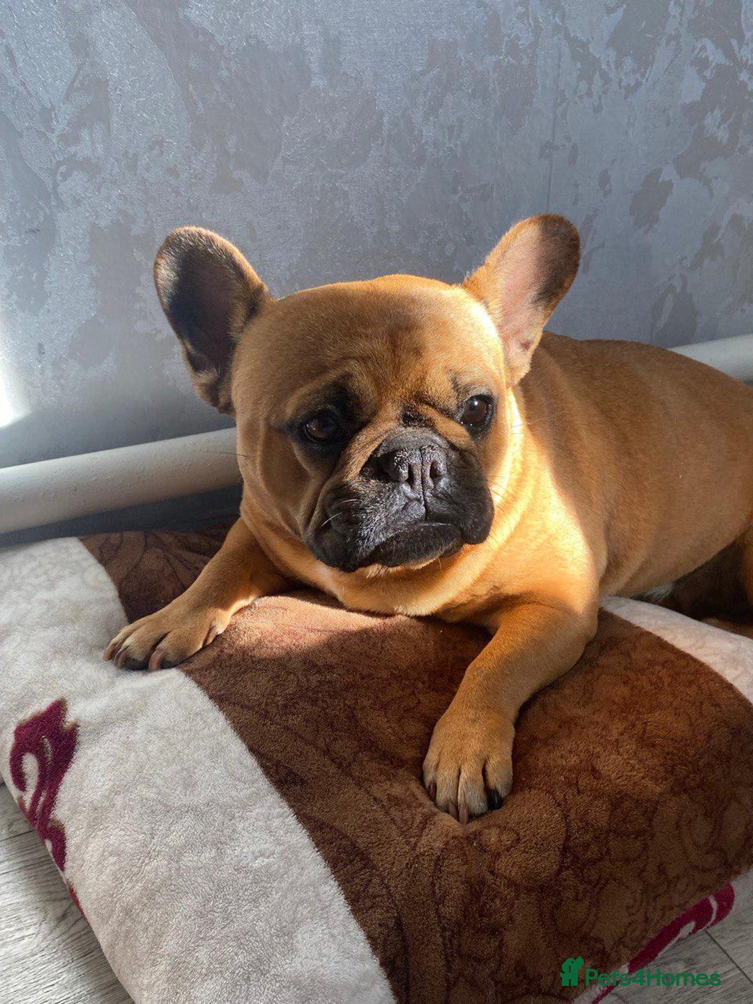 French Bulldog dogs for adoption:  FREYA – French Bulldog (Female) - Advert 1