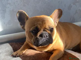 French Bulldog dogs FREYA – French Bulldog (Female) - Advert 1
