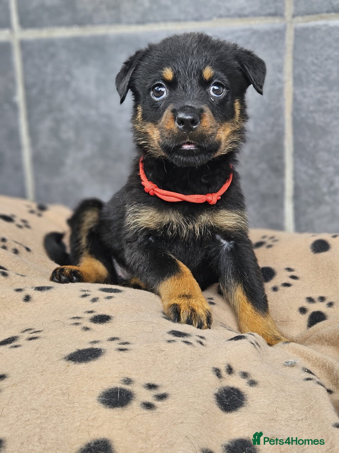 Rottweiler dogs for sale: Stunning Rottweiler puppys - Image 9