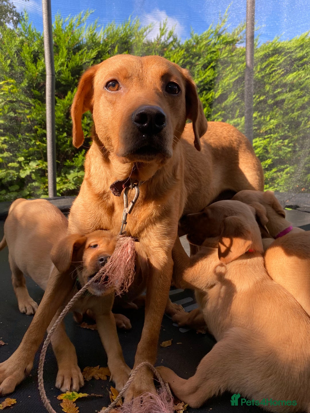 Labrador Retriever dogs for sale: Fox Red lab puppies for sale - Image 3