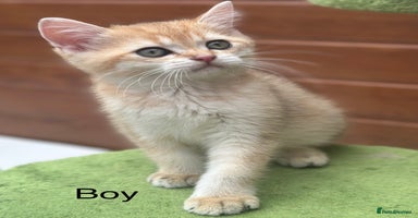 British Shorthair cats - Advert 14