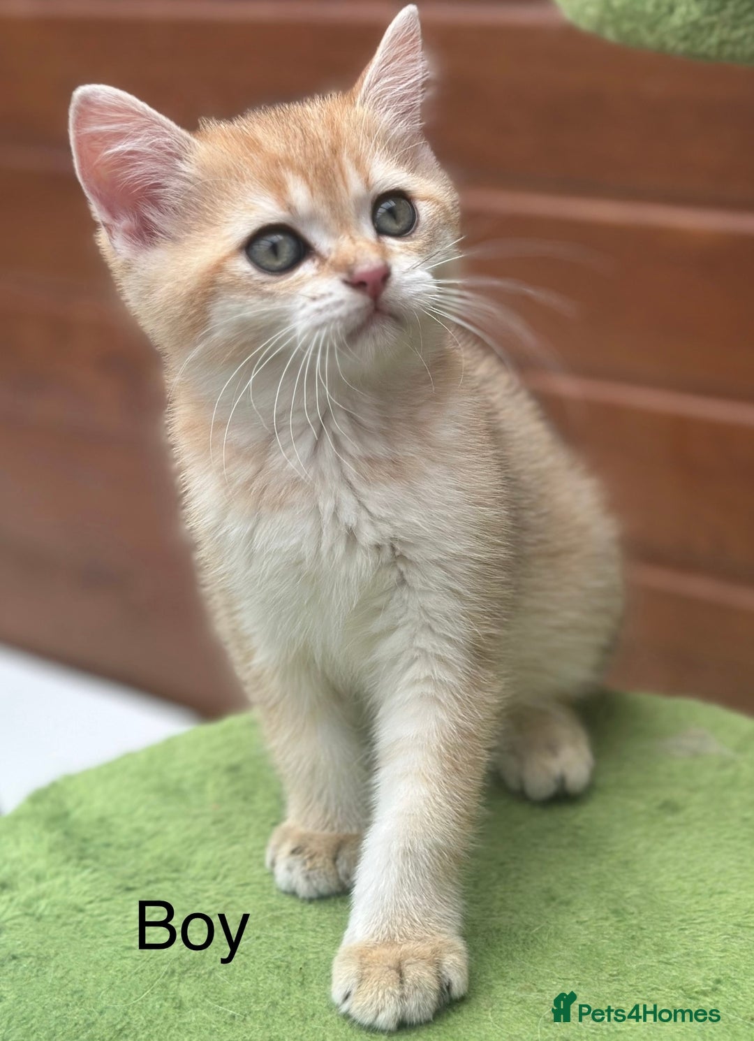 British Shorthair cats for sale: Stunning munchkin fur babies 😻🌼🌸🌺 - Image 2