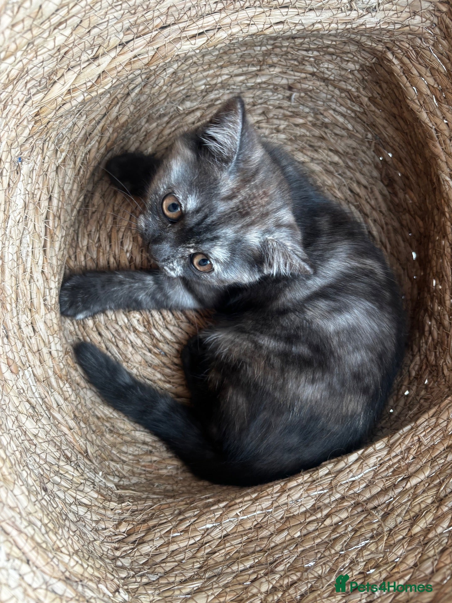 British Shorthair cats 🍫Rare coat British short hair 🍫 - Advert 13