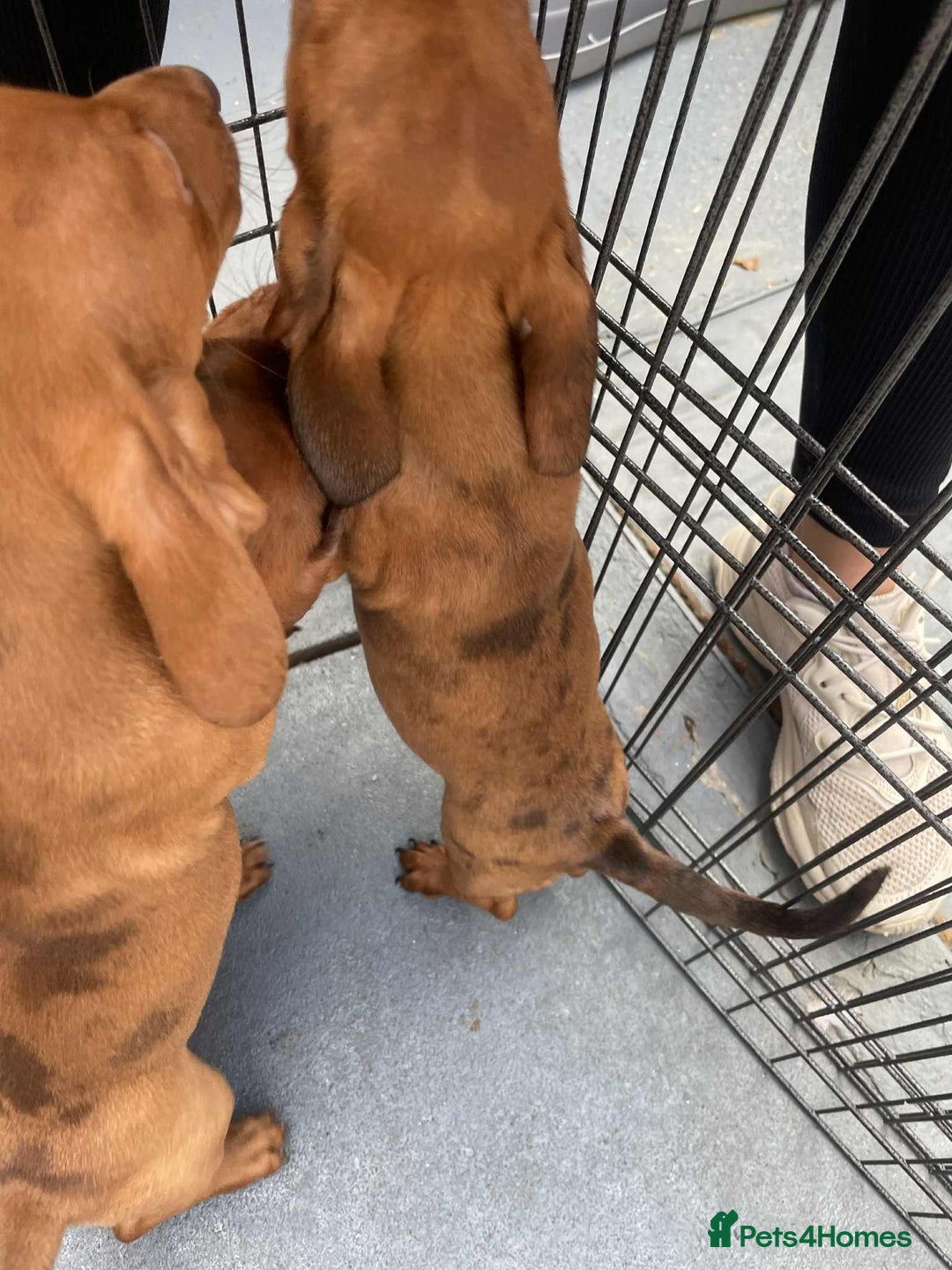 Dachshund dogs for sale: Gorgeous Dachshund Puppies  - Image 11