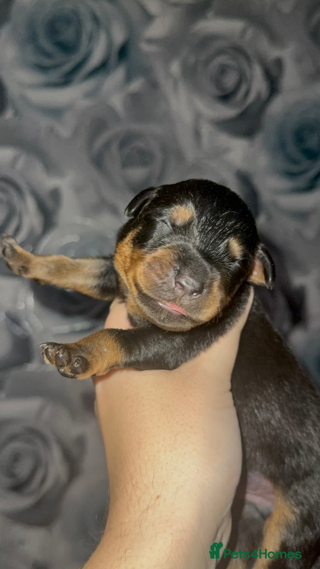 Rottweiler dogs for sale: Rottweiler puppies looking for a forever home - Image 9