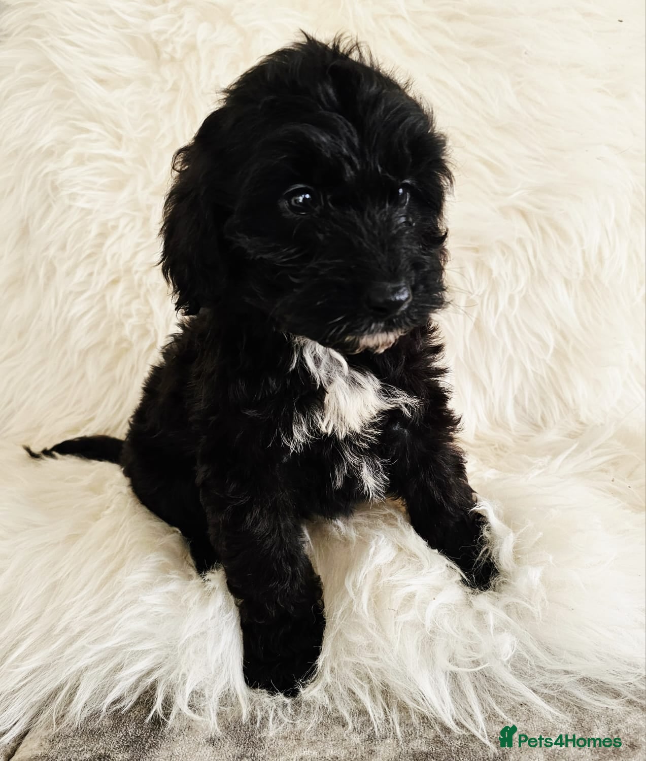 Cockapoo dogs *READY NOW* F1B COCKAPOO 2 puppies available  - Advert 15