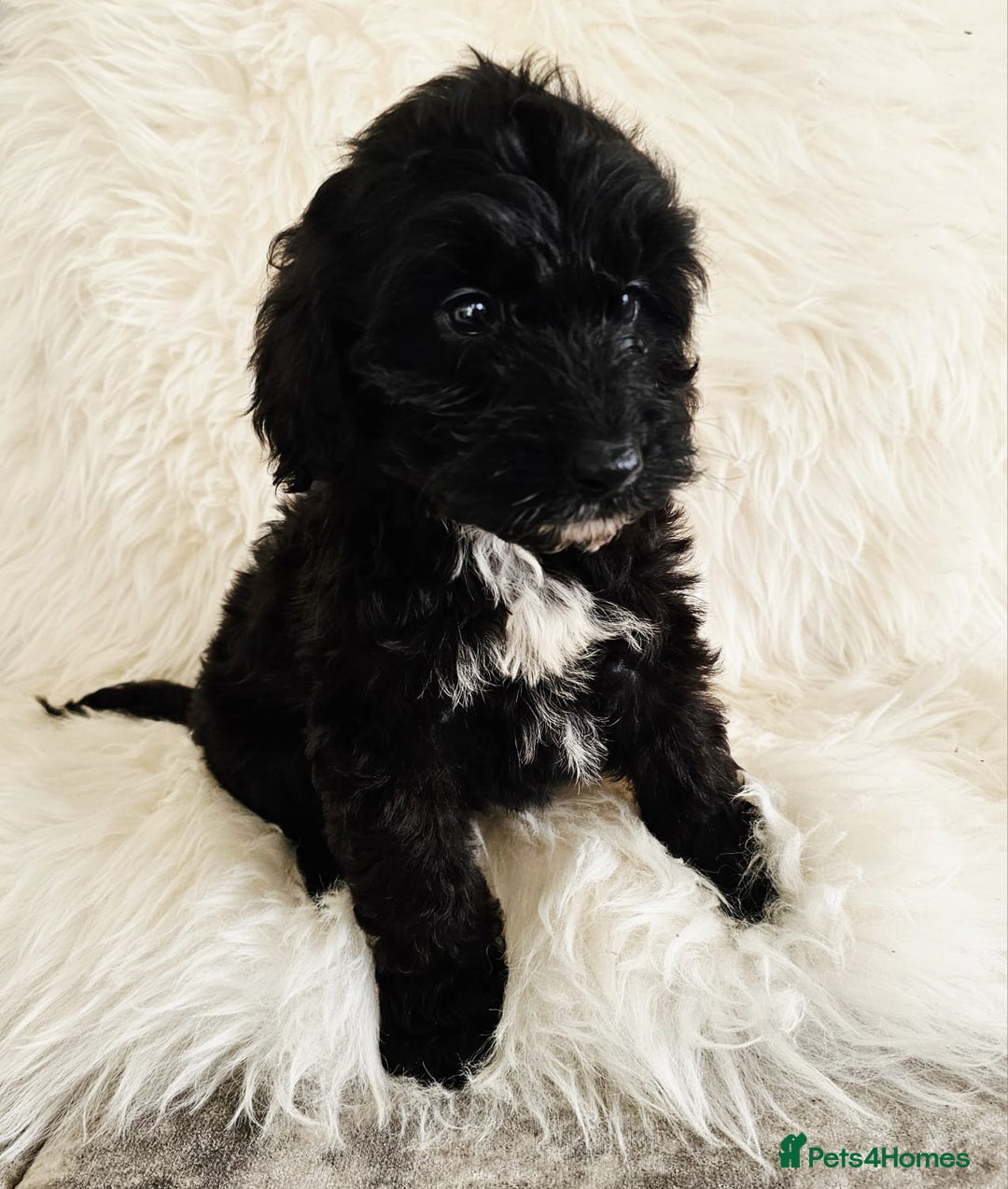 Cockapoo dogs for sale: F1B COCKAPOO 3 puppies 2 boys 1 girl available  - Advert 8