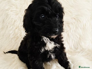 Cockapoo dogs *READY NOW* F1B COCKAPOO 2 puppies available - Advert 3