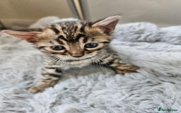 Bengal cats for sale: Lovely bengal kittens(Tica reg.)😍 - Image 26