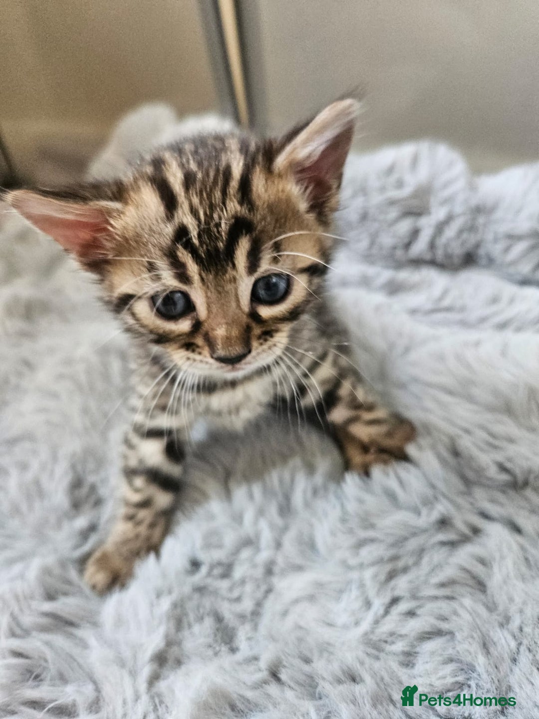 Bengal cats for sale: Lovely bengal kittens(Tica reg.)😍 - Image 26