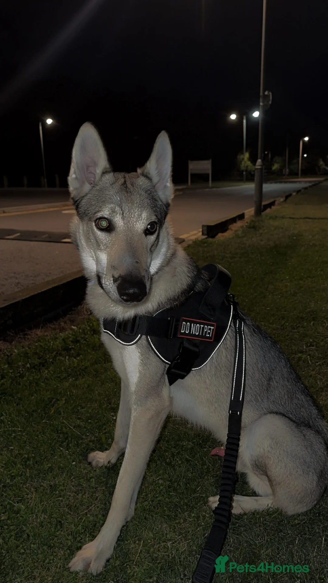 Saarloos Wolfdog dogs for sale: Sell  Czechoslovakian wolfdog male  - Advert 1