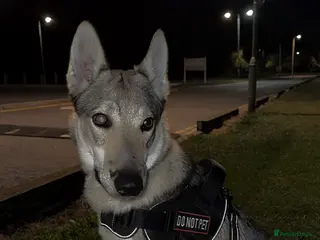 Saarloos Wolfdog dogs Sell Czechoslovakian wolfdog male - Advert 18