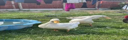 Ducks poultry for sale: 3 Cherry Valley Ducks - Advert 4