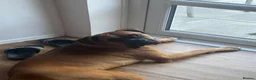Boxer dogs for sale: Boxer puppy - 10 months old - Advert 7