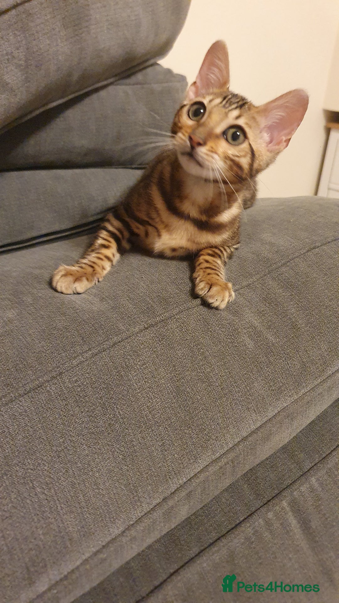 Bengal cats for sale: Beautiful Bengal kittens - Advert 12