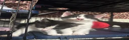 Mixed Breed cats for sale: Kittens - Advert 6