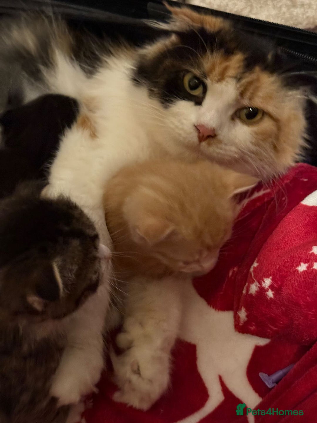Scottish Fold cats for sale: Adorable Kittens Looking for Forever Homes! 🐾 - Image 5