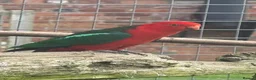 Parrots birds for sale: Bright & Cheerful Parrots – Lively Personality in Leigh-on-Sea - Advert 2