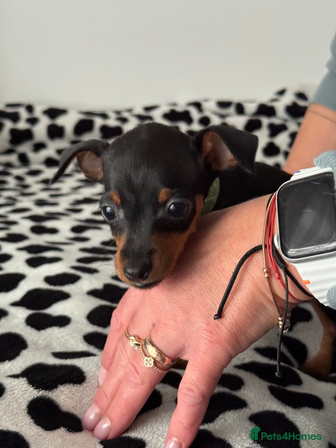 Miniature Pinscher dogs for sale: Not KC Reg Miniature Pincher Girl - Image 13