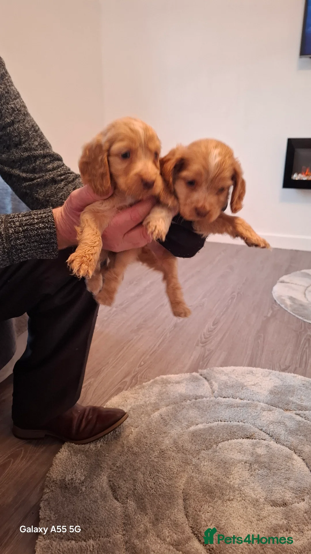 Mixed Breed dogs for sale: Cocker spaniel - Advert 8