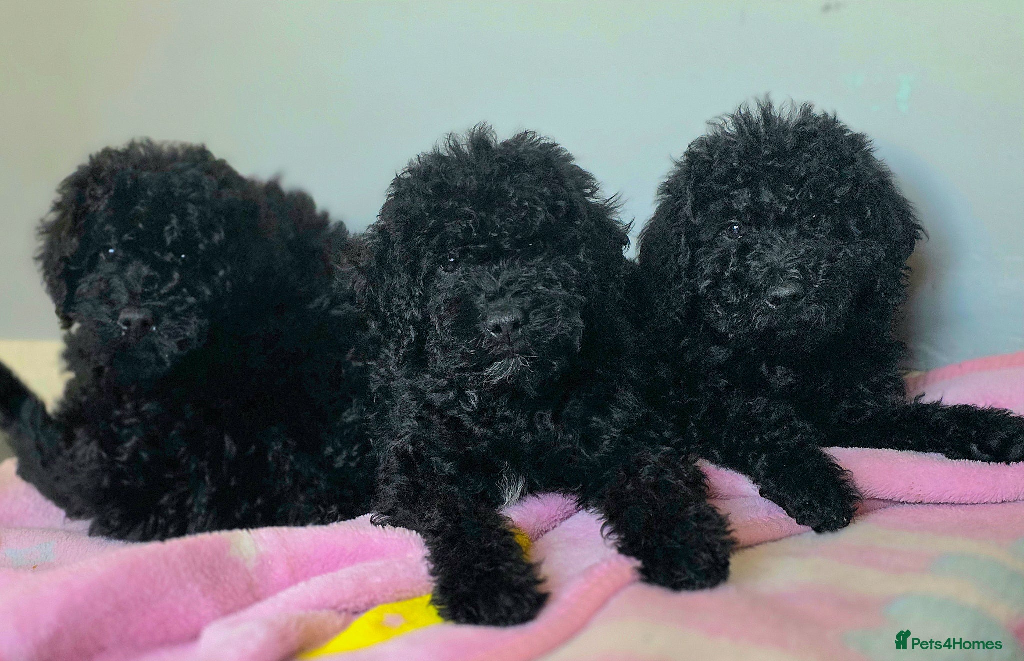 Labradoodle dogs Miniature Labradoodle Cockapoo x bedlington  - Advert 2