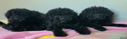 Labradoodle dogs for sale: 🐾 REDUCED Miniature Labradoodle x bedlington  - Advert 11