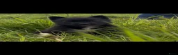 Belgian Shepherd Dog dogs for sale: Mother Dutch herder father Belgian shepherd  - Advert 1