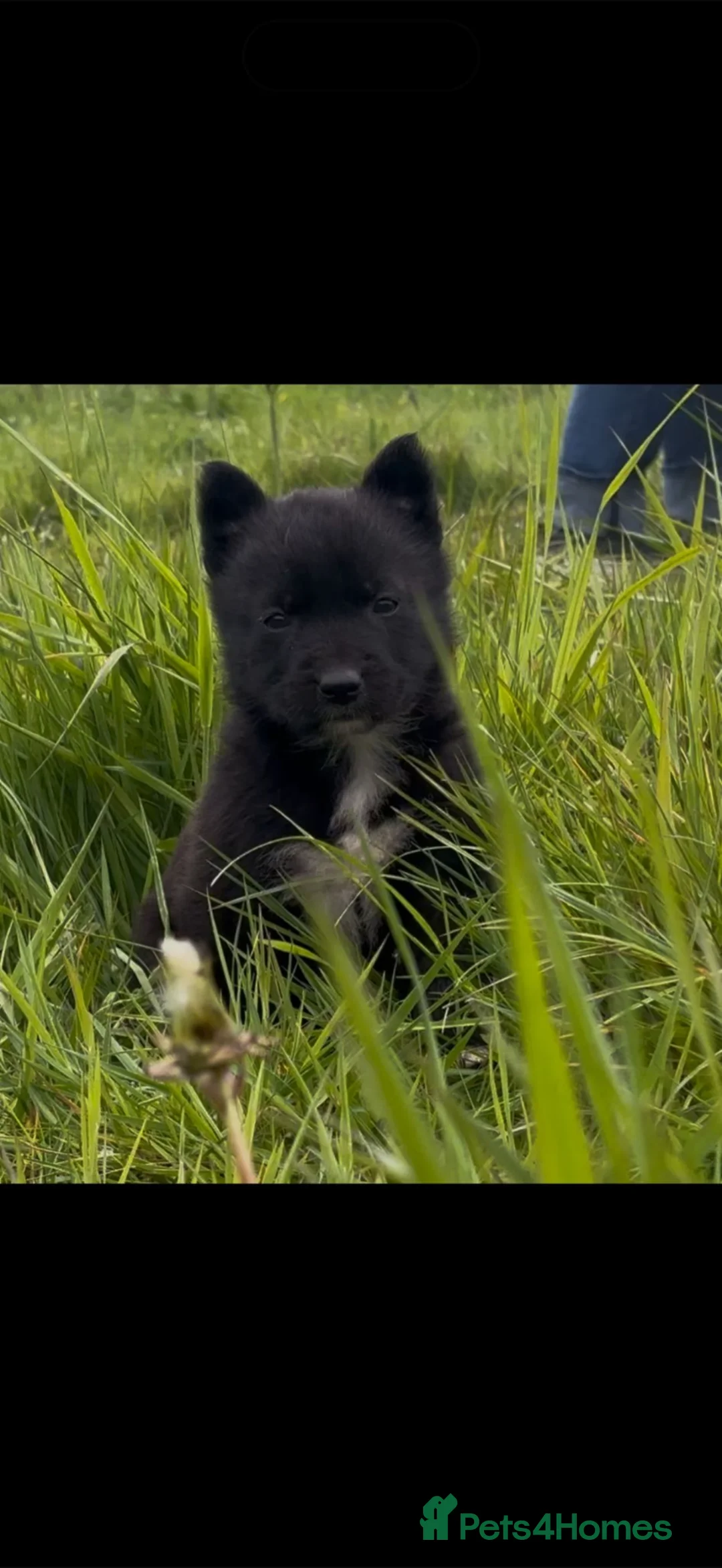 Belgian Shepherd Dog dogs for sale: Mother Dutch herder father Belgian shepherd  - Advert 1