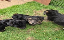 Mixed Breed dogs for sale: Fox Terrier × Australian Labradoodle Pups Sale - Image 20
