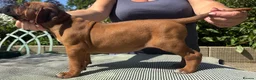 Rhodesian Ridgeback dogs for sale: Rhodesian Ridgeback puppies  - Advert 7