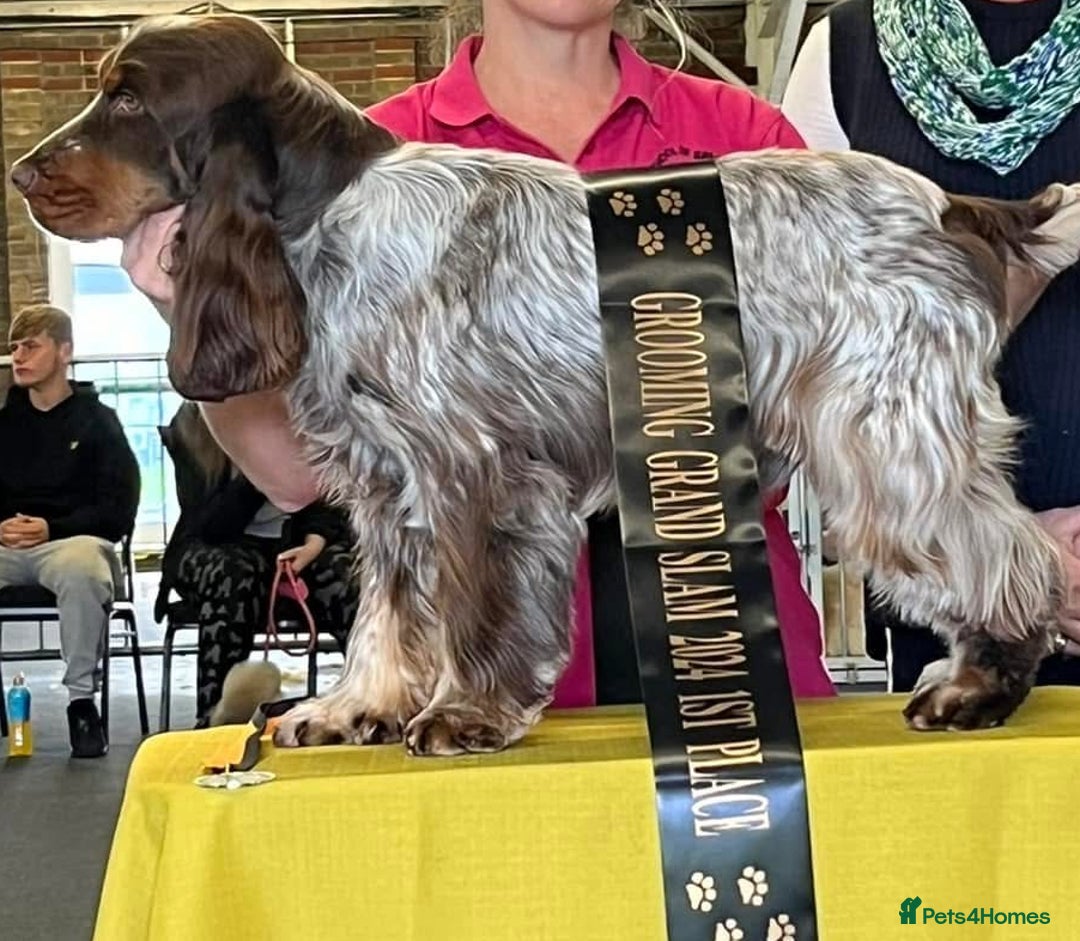 Cocker Spaniel dogs for stud: Chocolate & Tan Roan Show-Type Available at Stud - Image 1