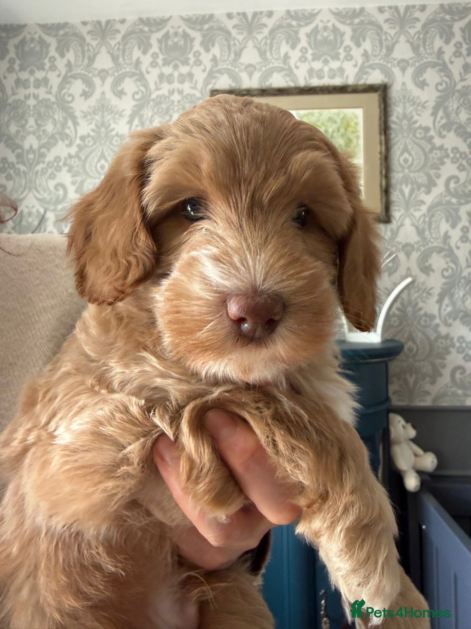 Australian Labradoodle dogs Australian Labradoodle - Advert 1