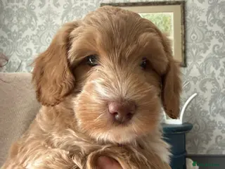 Australian Labradoodle dogs Australian Labradoodle - Advert 5