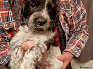 Cocker Spaniel dogs for sale - Advert 1