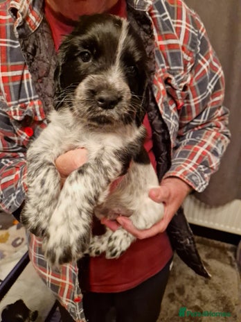 Cocker Spaniel dogs - Advert 5