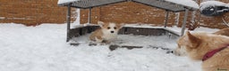 Welsh Corgi Pembroke dogs for sale: Exceptional Corgi Puppies ready now!!! - Advert 6