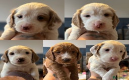 Cockapoo dogs for sale: Two gorgeous F2b Cockapoo girls left  - Advert 23