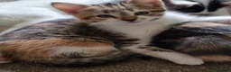 Mixed Breed cats for sale: Pretty kittens looking for loving homes  - Advert 10