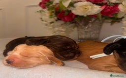 Cocker Spaniel dogs for sale: 🐶🐾beautiful show cocker spaniel puppy’s 🐶🐾 - Image 31