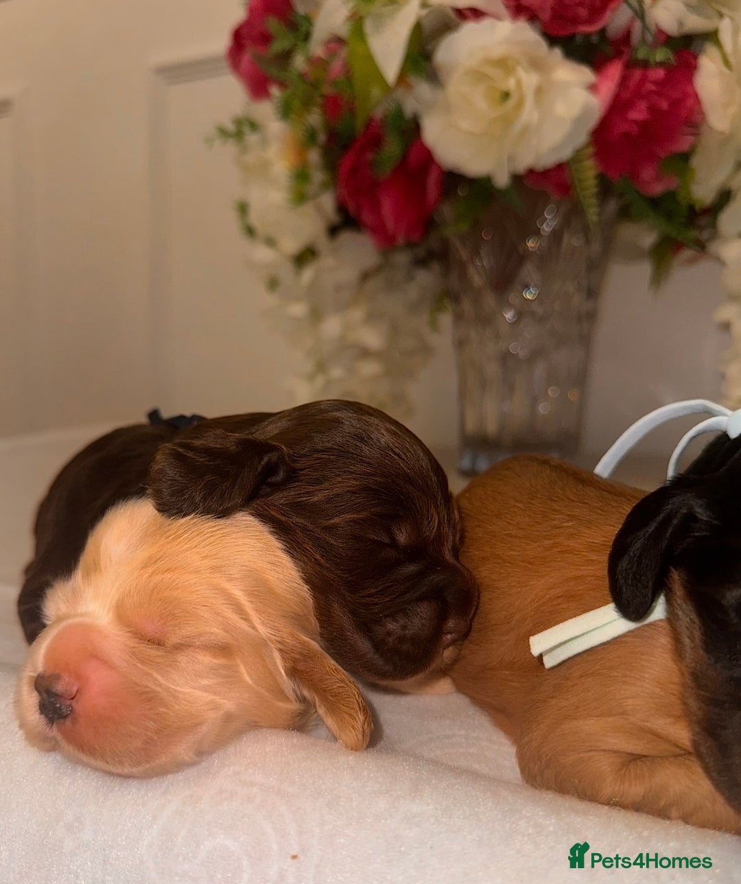 Cocker Spaniel dogs for sale: 🐶🐾beautiful show cocker spaniel puppy’s 🐶🐾 - Image 31