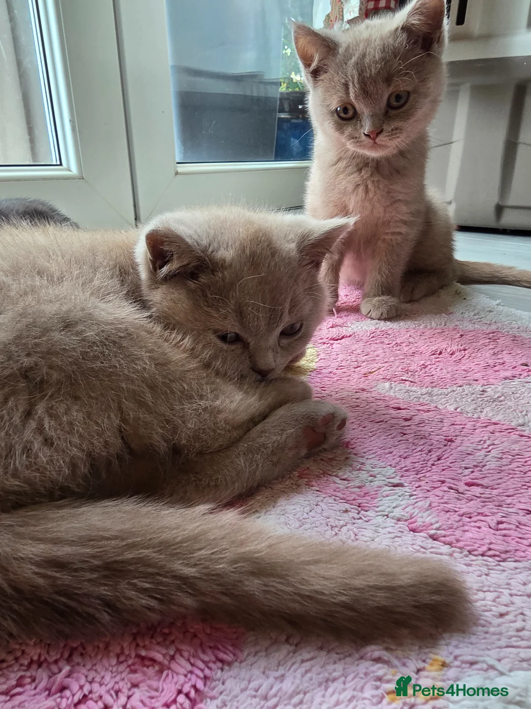 British Shorthair cats for sale: British shorthair kittens active - Advert 2
